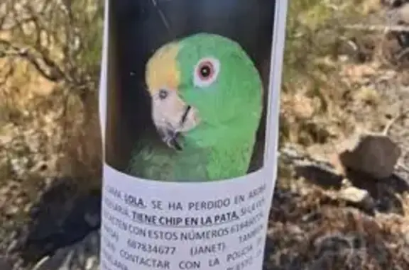 Perdido: Loro Amazona Verde y Amarillo