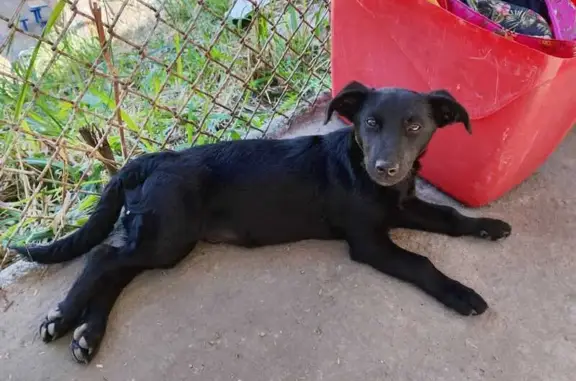 cachorro desaparecida