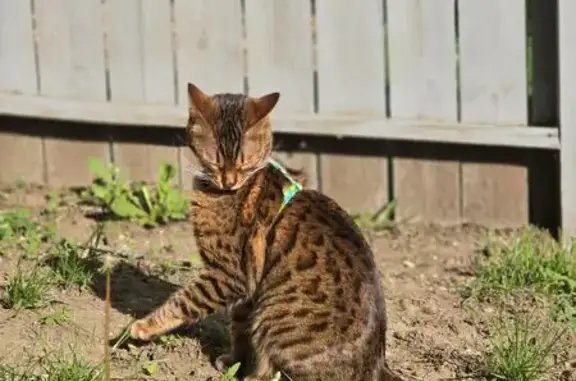 Missing cat Warrenville, photo: Lost Bengal Cat: $3000 Reward Offered!