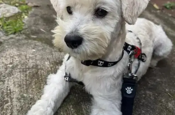 cachorro desaparecida