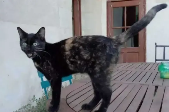 Chatte écaille 3 ans perdue à Loretz - photo