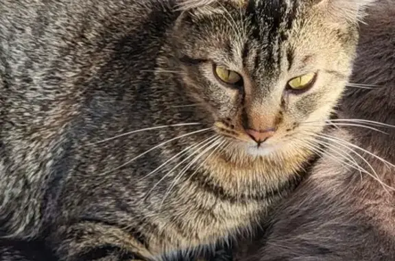Chat tigré perdu, joueur, Pessac - photo