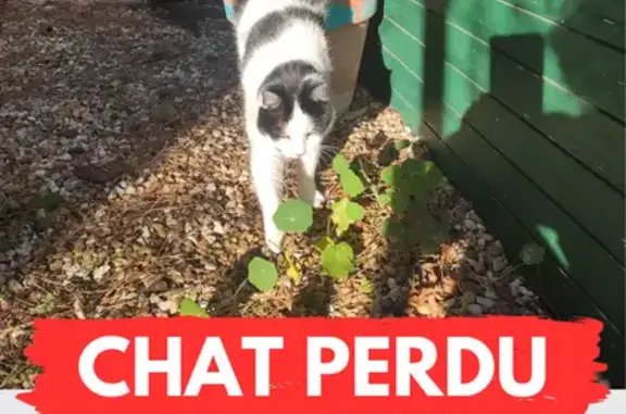Animaux perdus Saint-Mandrier-sur-Mer, photo: Chatte perdue à Saint-Mandrier-sur-Mer