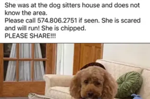 Lost Red Cockapoo in Plymouth: Help Find!