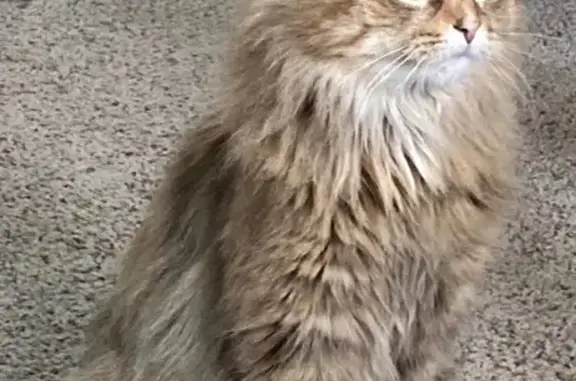Lost: Small Polydactyl Cat in Presque Isle