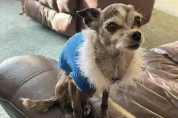 Lost Brindle Dog: West Fremont St, 301