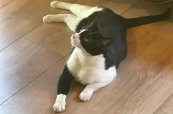 Animaux perdus Jausiers, photo: Chatte perdue: Moon, noire et blanche