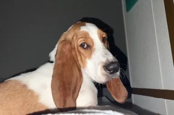 Lost dog