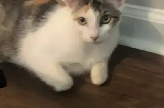 Missing cat Memphis, photo: Lost Skittish Cat Bella in Memphis