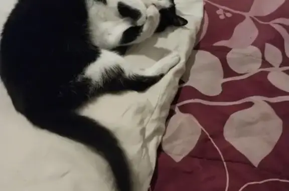Lost: 13-Year-Old Black & White Cat