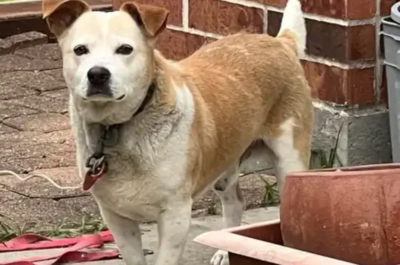 Lost Medium Dog: White & Tan, Houston Storm