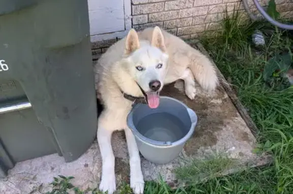 Found dog Little Rock, photo: Found Husky Mix: Sweet & Unneutered, LR