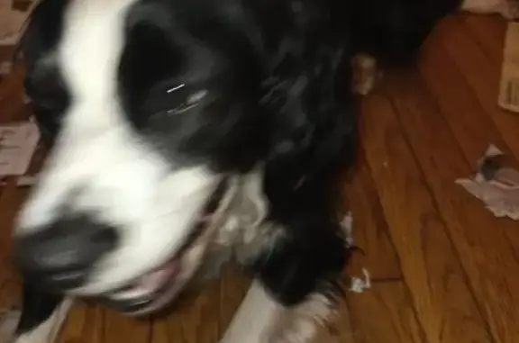 Friendly Black & White Dog Found on Route 103
