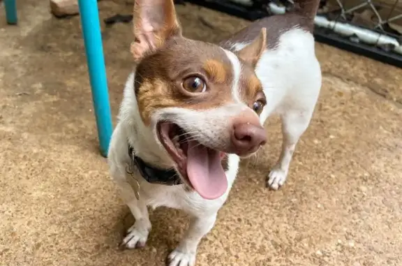 Lost Jack Russel Mix: Help Us Find Him!