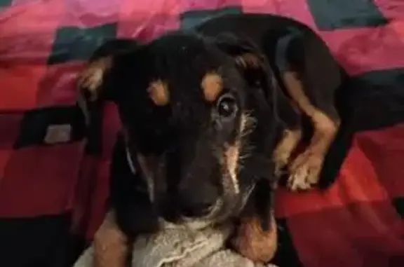 Lost Dog: Friendly Black & Brown Pup