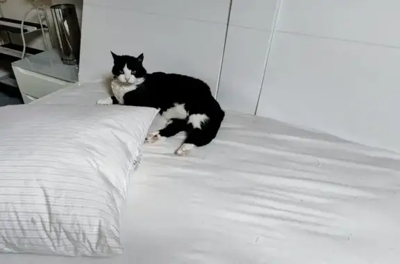 Chat perdu, Fontenay-le-Comte, photo: Chatte noire et blanche perdue à Fontenay