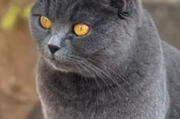 ¡Gato British Shorthair Perdido en Estepona!
