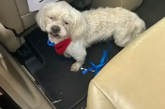 Found dog Mount Washington, photo: Found Dog: White, Red Bandanna, Mt. Wash