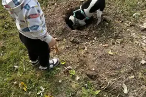 Lost Rat Terrier on Cedar St, Granite City