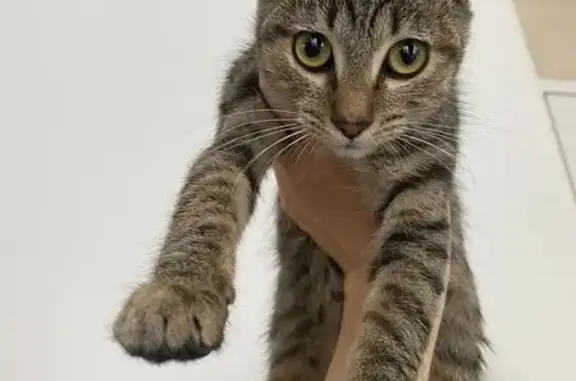 Animales encontrados Aguascalientes, foto: Gatita Tabby Perdida: Encontrada en Aguascalientes