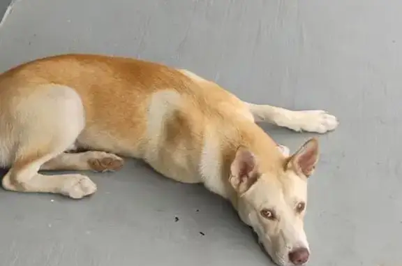Found dog , photo: Golden Dog Found Near HAIFA MART, SA