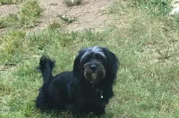 Missing dog Claremore, photo: Lost Dog Taken by Car on Chickasaw Ave