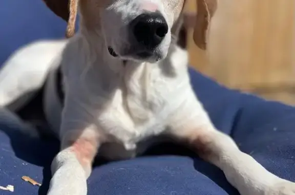 Lost Beagle: White/Tri-Color, 19060