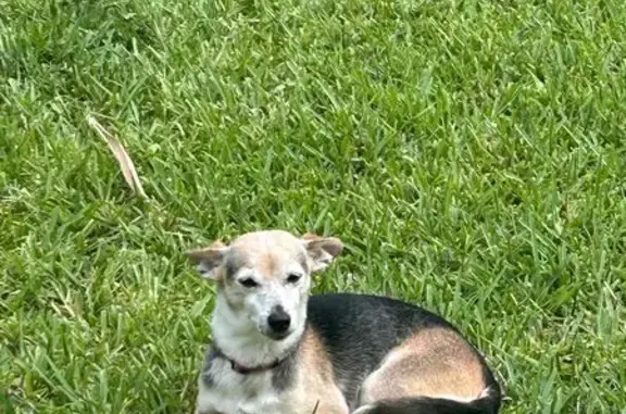 Lost Dog: Unique Heart-Patterned Face