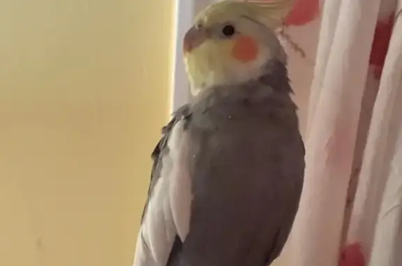 Lost Cockatiel: Sings & Loves Ramen!