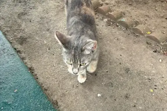 Found pets Providence, photo: Friendly Kitten Found on Petteys Ave