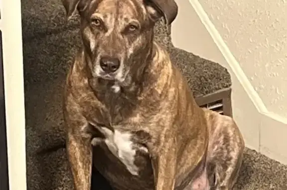 Brindle colored about 62 pounds 9 years old. Comes when called by her name Daisy and by a whistle. Never has ran off since we owned her (her entire life). Last seen at our house.
