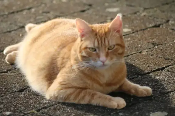 Chat perdu, , photo: Chat roux perdu à Gevrey-Chambertin