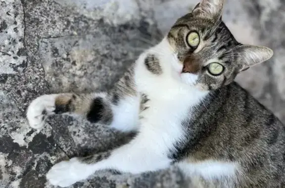 Chat perdu, Rue du Marché aux Truffes - photo