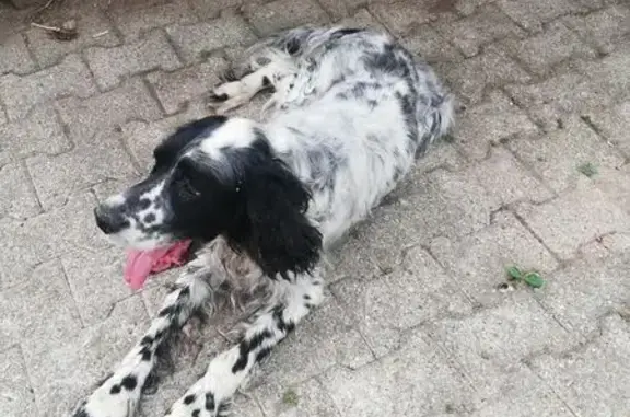 Chien trouvé , photo: Setter noir et blanc trouvé à Saint-Michel