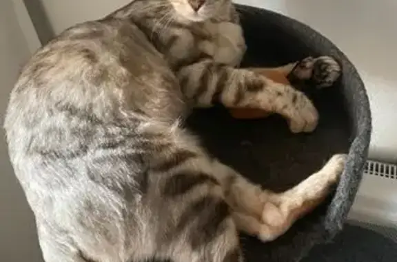 Animaux perdus Gargas, photo: Chatte Bengal perdue à Gargas