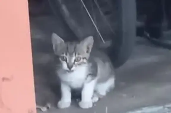 Chaton gris-blanc trouvé à Fontenay-le-Comte - photo