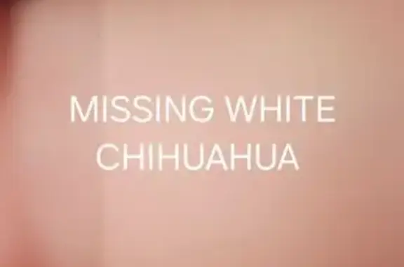 Lost: Small White Chihuahua in Phoenix