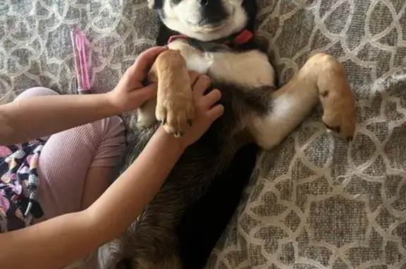 Lost Black & Tan Dog: Answers to Whopper