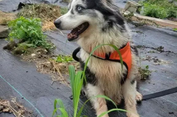 Lost Shy Mini Aussie - Orland Area