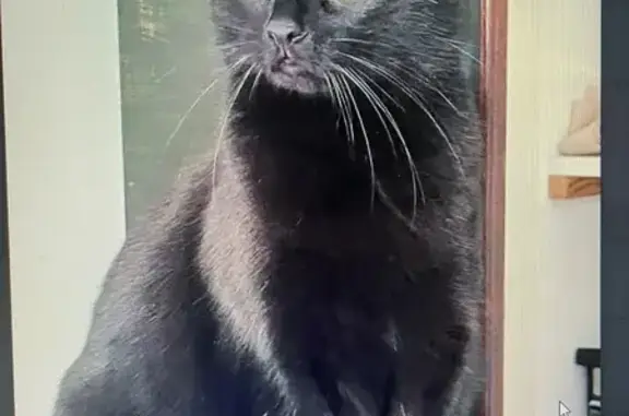 Chatte noire perdue à Quintal - photo