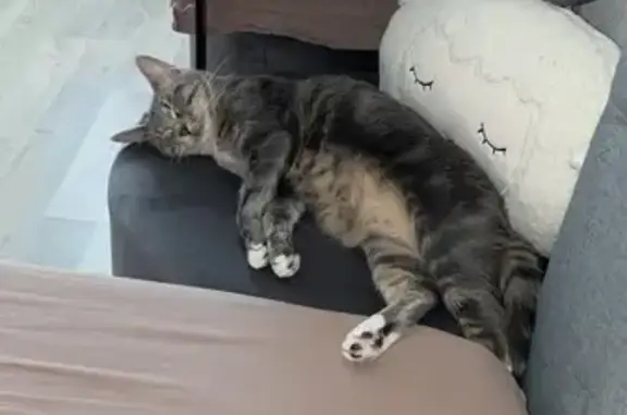 Chatte grise et blanche perdue à Bourges - photo