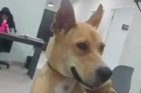cachorro encontrada