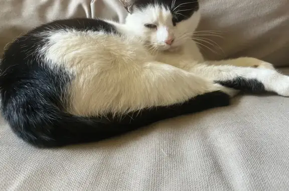 Lost Cat: Petite Black & White Beauty