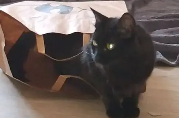 Chat perdu, , photo: Chatte noire perdue à Vivès, méfiante