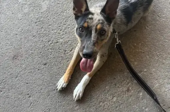 Found pets Bayside, photo: Found: Small Short-Haired Dog in Bayside