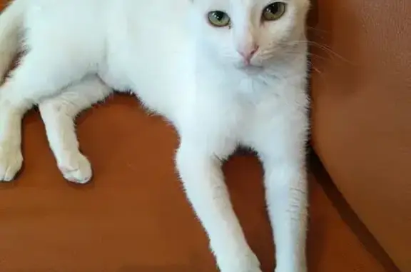 Lost White Cat: North Lowell Ave, Skokie