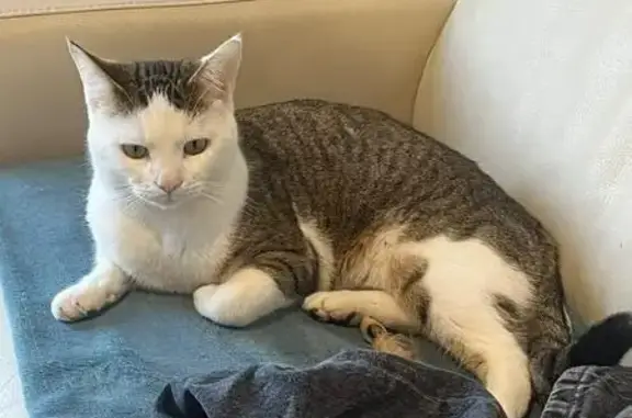 Tigrou, chat tigré perdu à Mazières-Naresse - photo