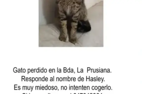 Gatos perdidos, Mairena del Aljarafe, foto: ¡Gato Atigrado Perdido en Mairena!