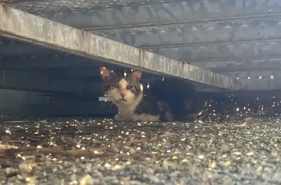Chat blessé trouvé près du CHU Purpan - photo