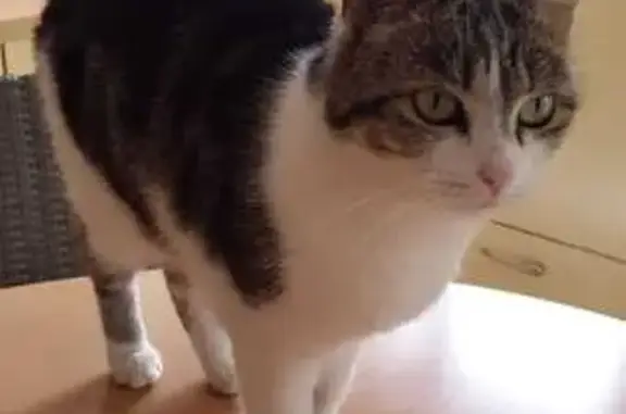 Chat trouvée : blanche et tigrée, tatouée - photo